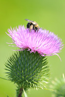 Bumble on a thistle