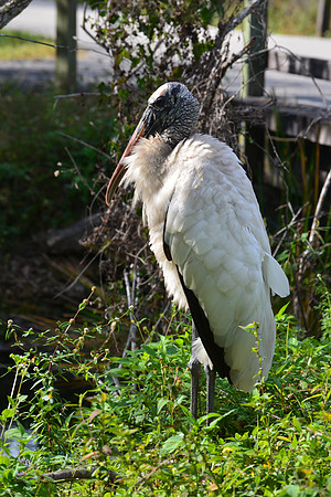 Stork
