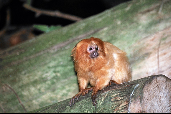 Lion Tamarind