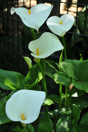Calla lilies