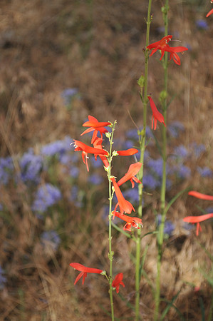 Indian paintbrush
