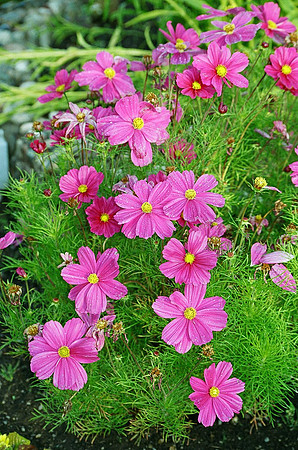 cosmo cascade