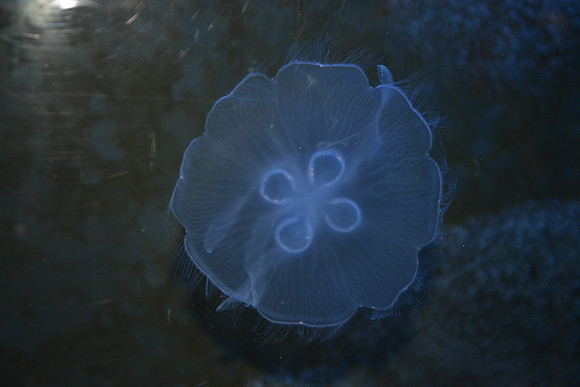 Moon jelly II