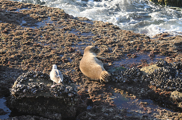 seal and friend