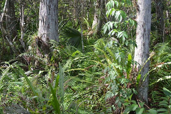 Corkscrew swamp