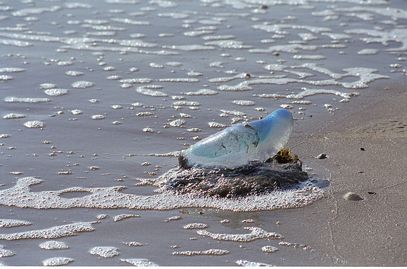 Man-o-war