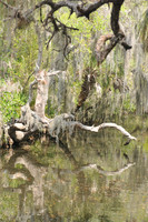 Estero river