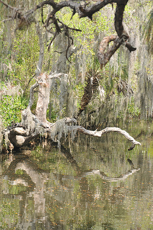 Estero river