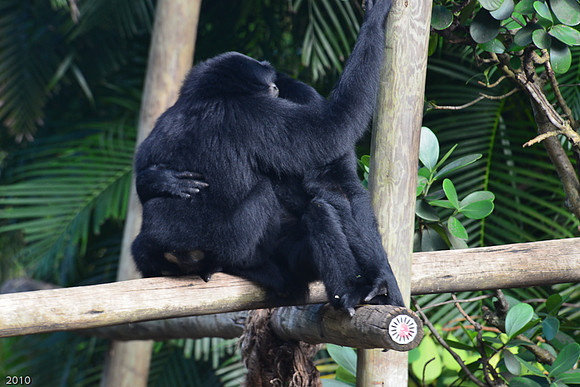 Siamang Hug