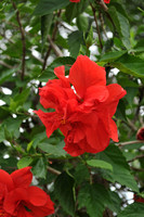 double red