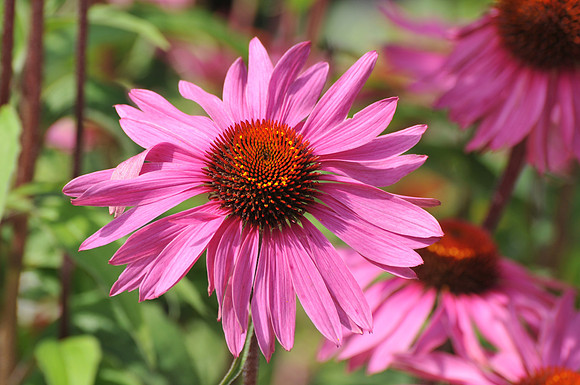 cone flower