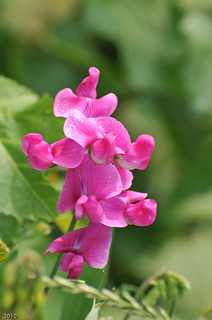 sweetpeas