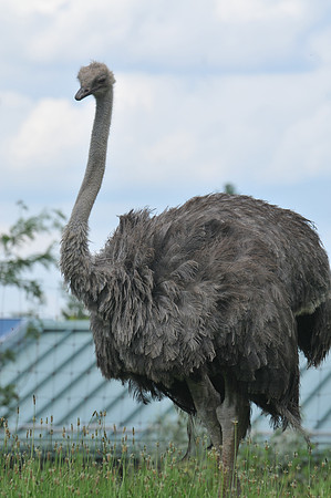 Ostrich