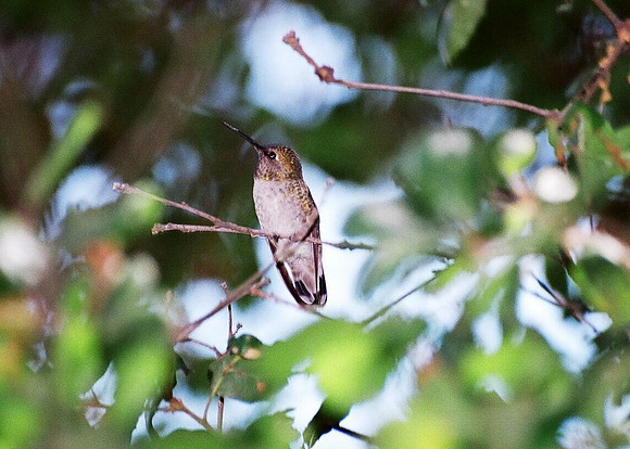 Anna's Hummingbird