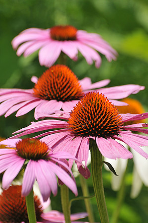 Cone flowers