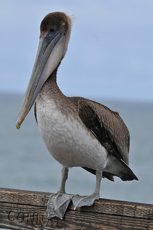 Brown pelican