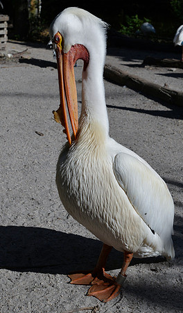 White pelican