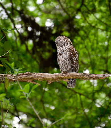 Barred owl