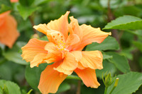 double orange
