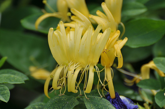 Honeysuckle
