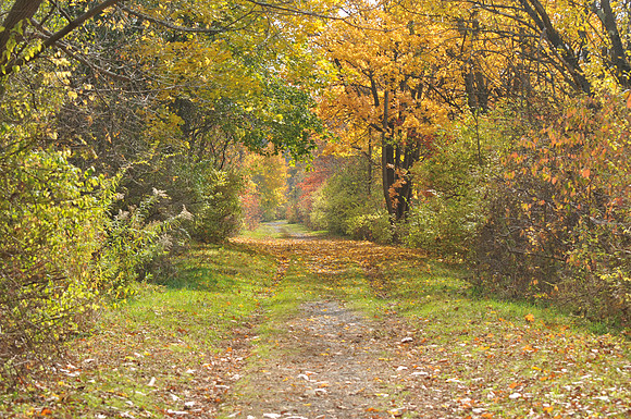 A walk in the Ramshorn-Livingston Sanctuary