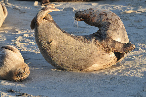 seal circle