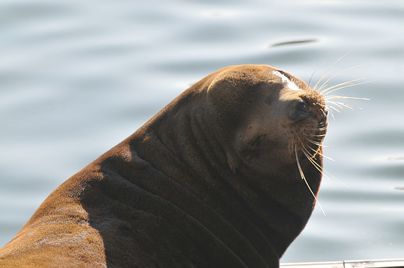 sealion bull