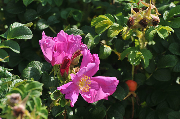 Brier Rose
