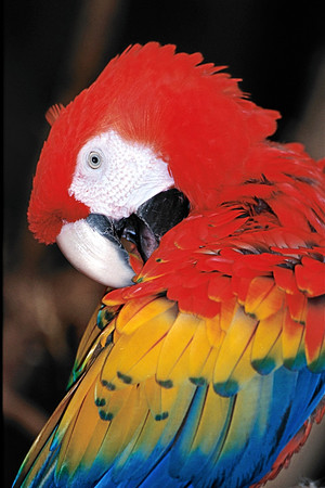 Macaw