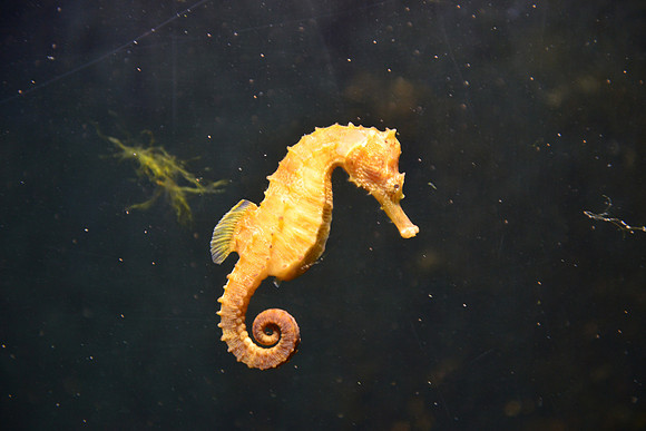 Seahorse