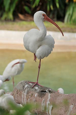White Ibis