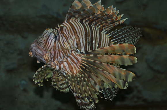 Lionfish