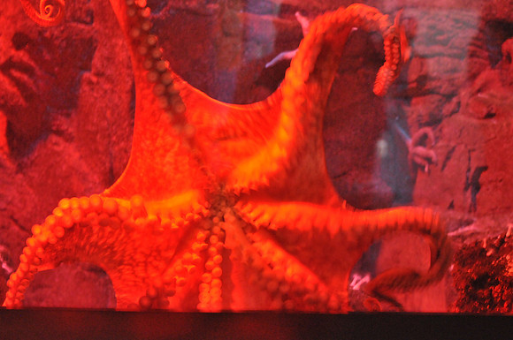 Octopus