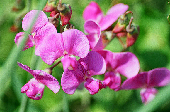 sweet peas