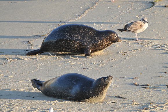 seals