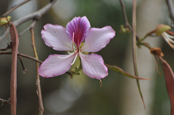 tree orchid