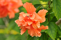 double peach