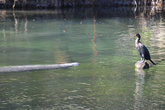 Manatee and anhinga