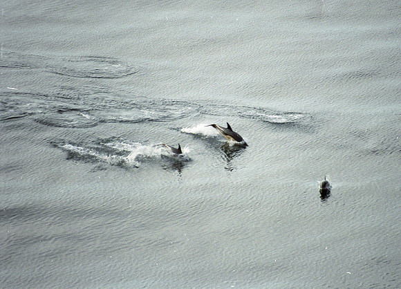 Dolphin school
