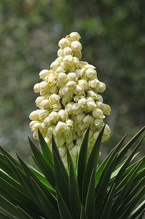 Yucca