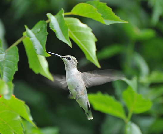 Female Rubythroated Hummingbird