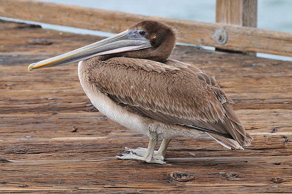 Brown Pelican