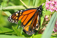 Monarch