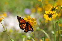Monarch
