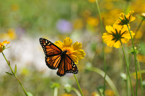 Monarch