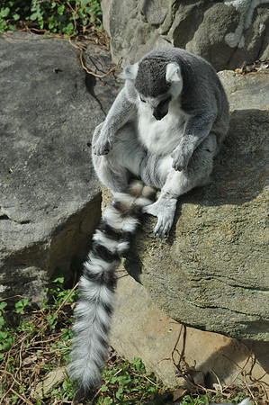 Zen lemur