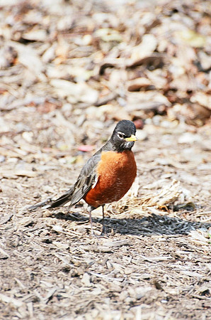 Robin