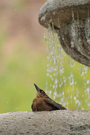 Bird bath