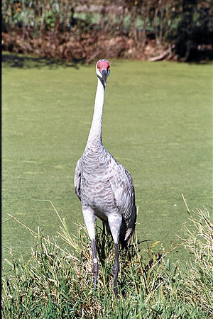 Sand Hill Crane