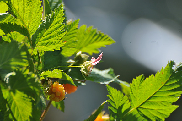 Rose hips